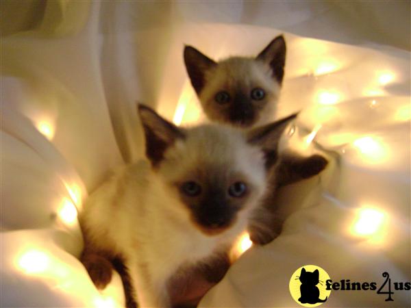 Kittens for Sale in Ohio