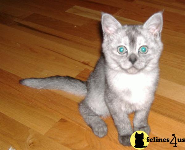 Kittens for Sale in Washington