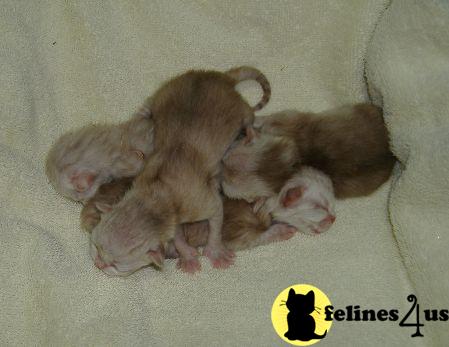 Kittens for Sale in Washington