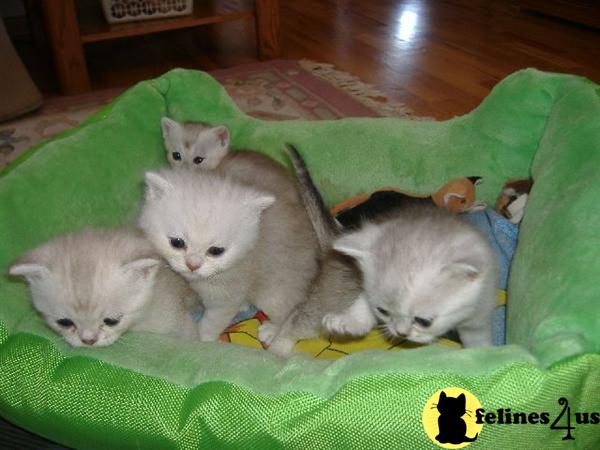 Burmilla Kittens for Sale