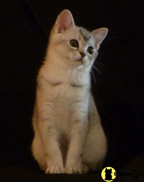 Burmilla Kittens Available Nowd