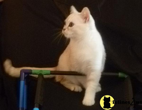 Burmilla Kitten