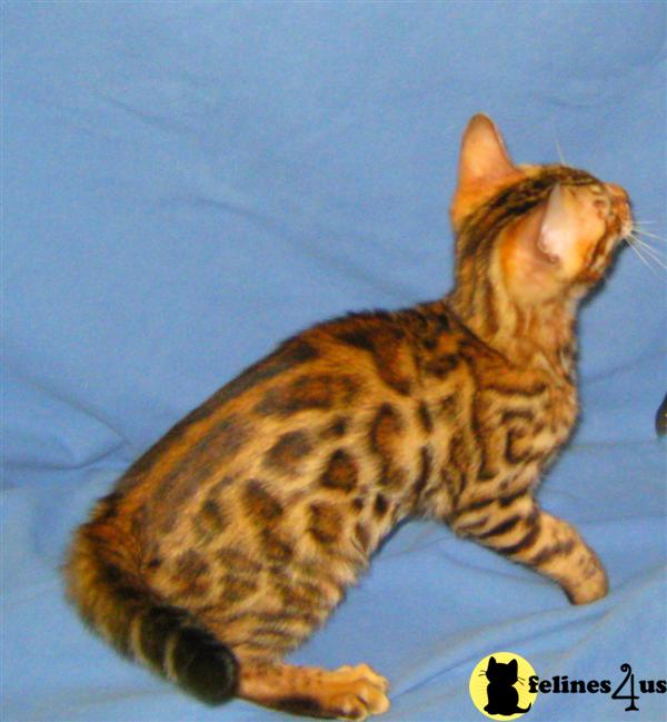 Kittens for Sale in Minnesota