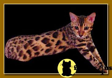 Bengal Kittens