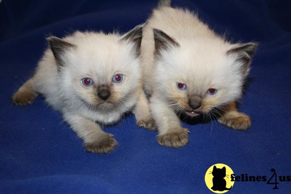 Kittens for Sale in Minnesota