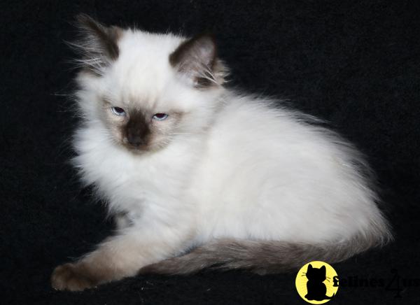 Ragdoll Kittens