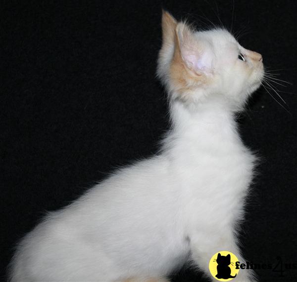 Ragdoll Kittens