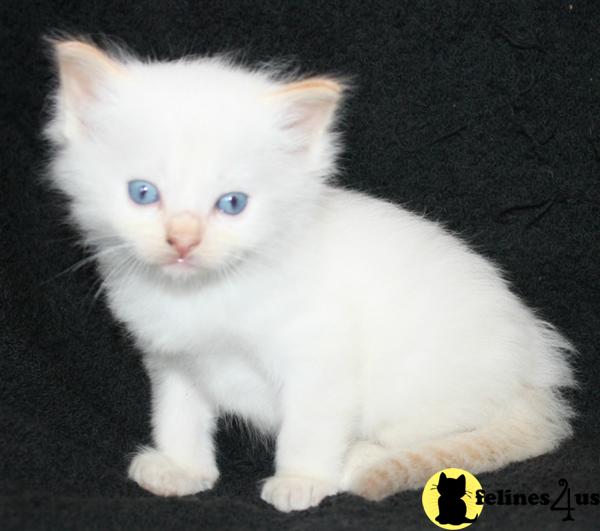 Ragdoll Kittens