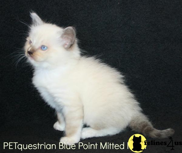 Ragdoll Kittens