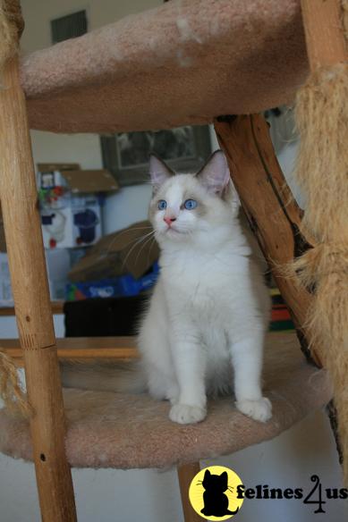 Kittens for Sale in California