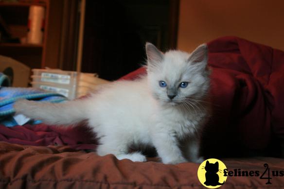 Kittens for Sale in California