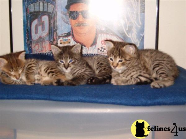 Savannah Kittens