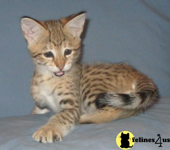  Breathtaking Savannah Kittens