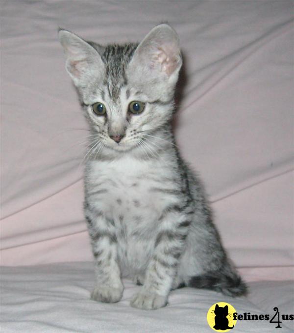Savannah Kittens