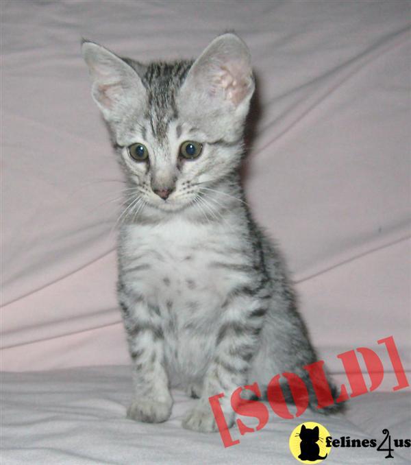 F4+Savannah+Cats+for+Sale F4 SBT and F6 SBT Savannah Kittens for sale - Savannah Kittens for ...