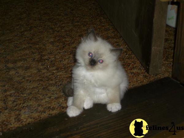 Kittens for Sale