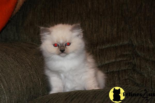 Ragdoll Kittens