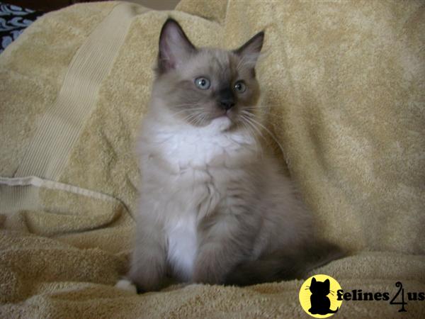 Only one Mink Ragdoll left