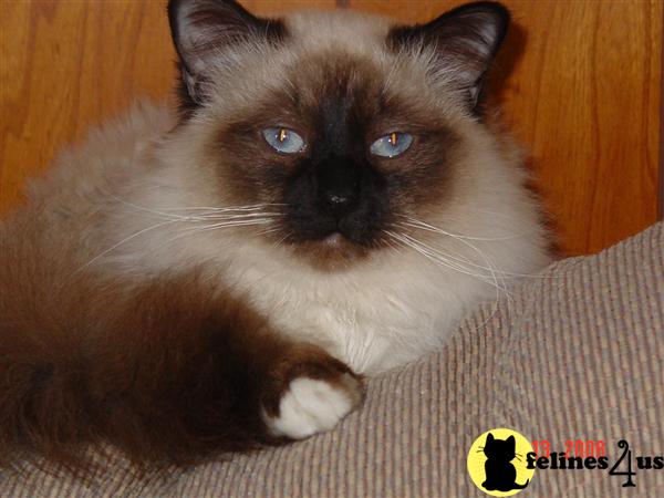 Cats for Sale