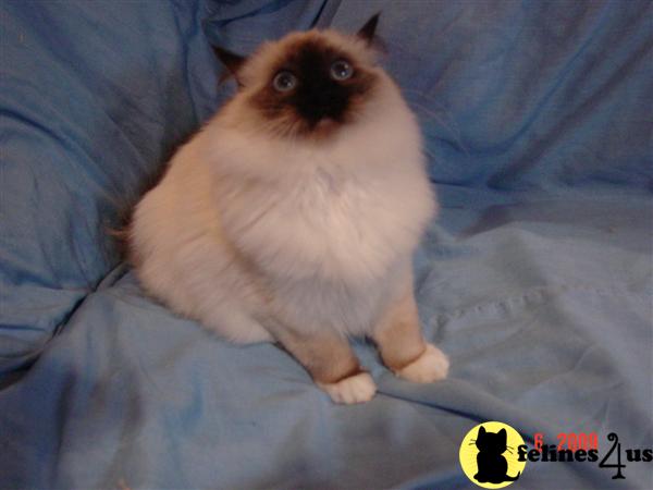Cats for Sale