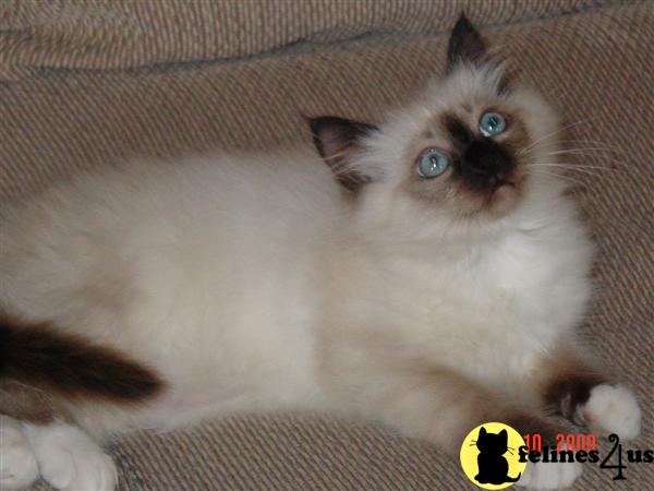  Kitten - GUCCI    Seal Point  Male