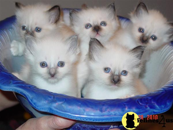 Kittens for Sale in Virginia