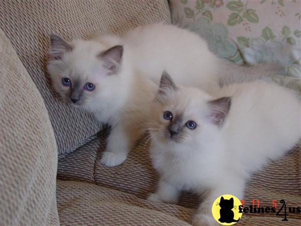 Kittens for Sale in Virginia