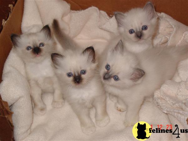 Kittens for Sale in Virginia