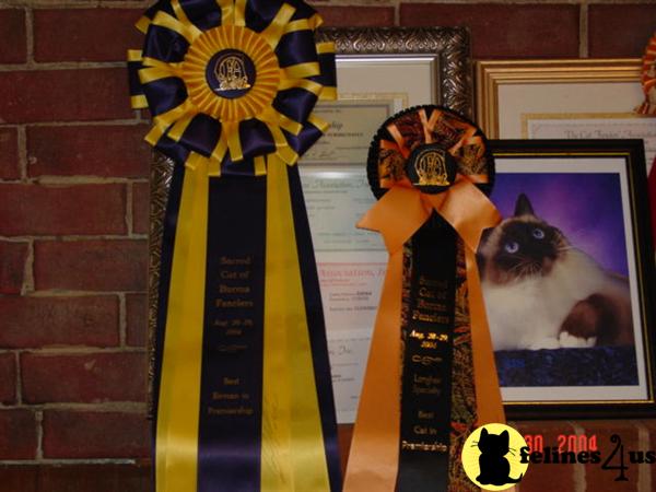 Kittens for Sale in Virginia