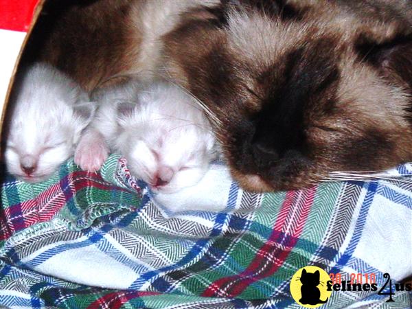 Mommy and her two babies at one week old