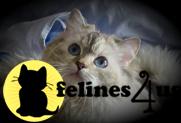 Kittens for Sale in California