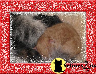 Siberian Kittens