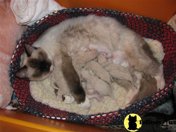 Kittens for Sale in California