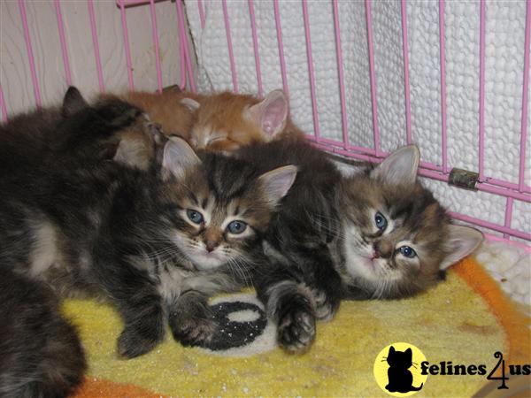 Kittens for Sale