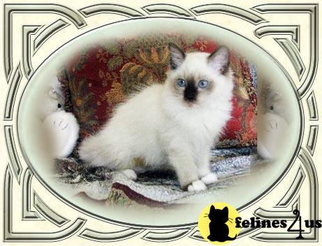 Kittens for Sale
