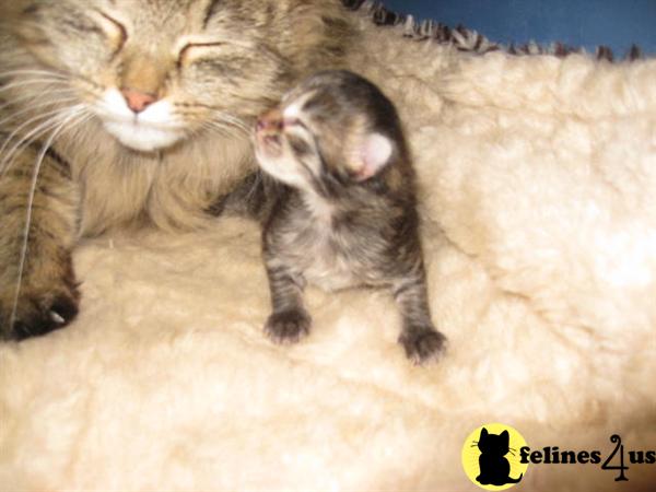 Siberian Kittens