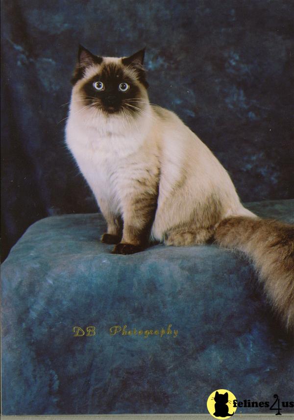 Ragdoll Kittens
