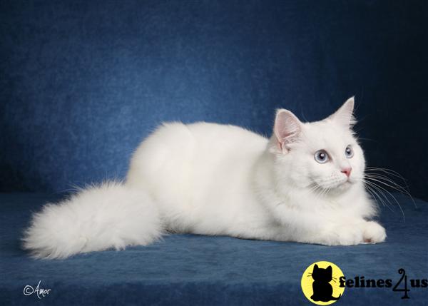 Kittens for Sale in California