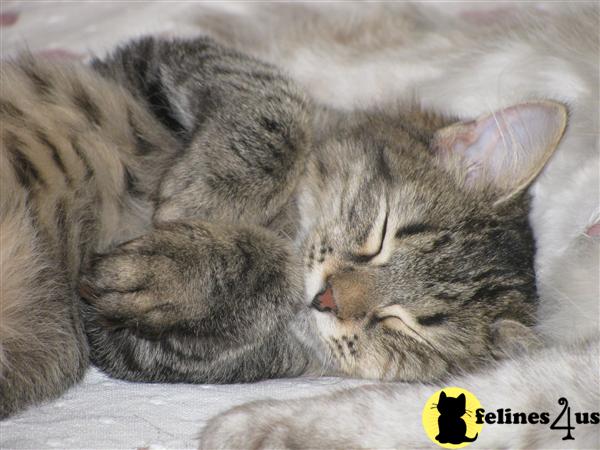 siberian kittens for sale