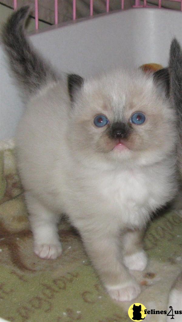 Kittens for Sale in Virginia