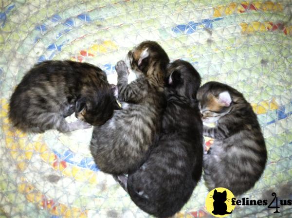Kittens for Sale in Virginia