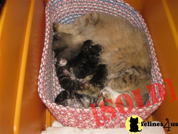 siberian kittens