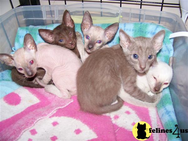 Sphynx Kittens in Missouri