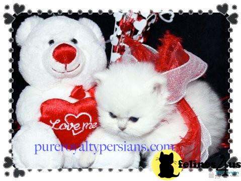 Kittens for Sale in Ohio