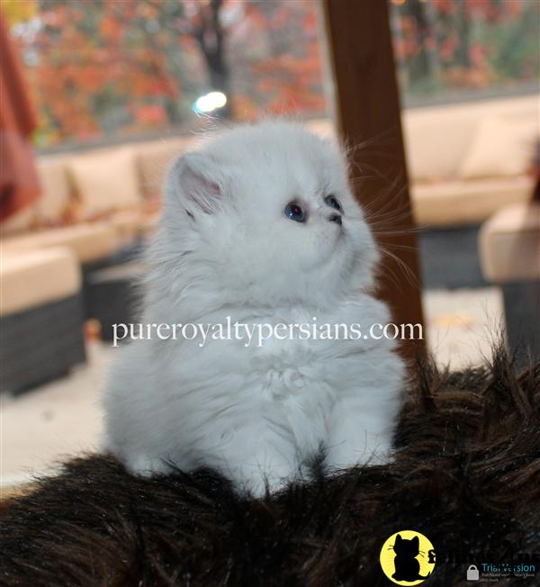 Kittens for Sale in Ohio