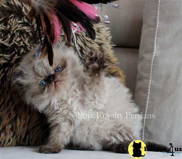 Kittens for Sale in Ohio