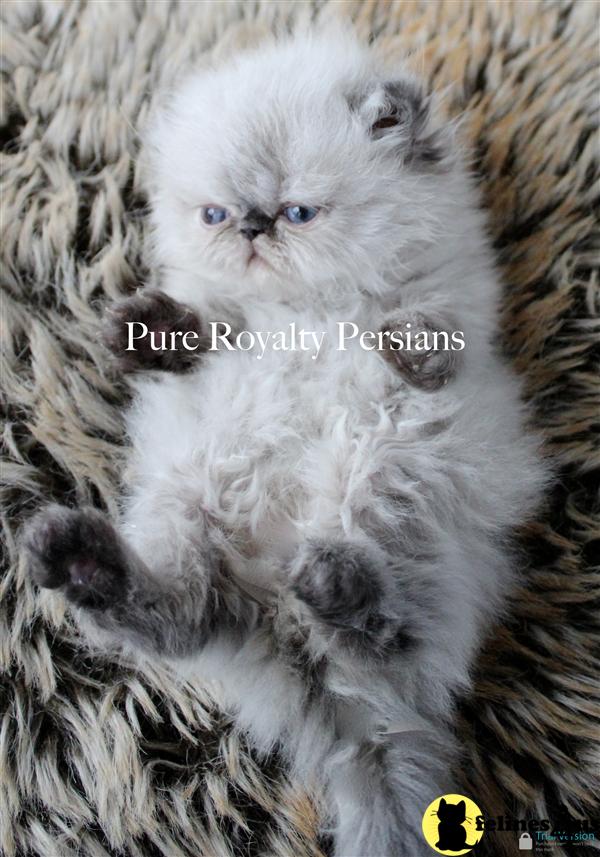Kittens for Sale in Ohio