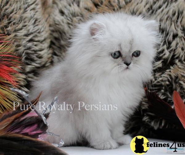 Kittens for Sale in Ohio