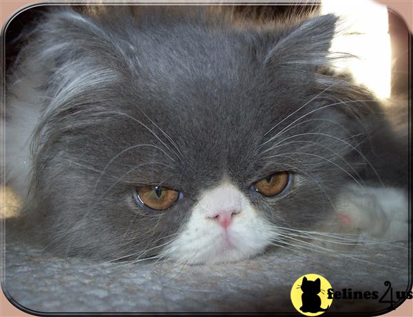 Persian Kittens