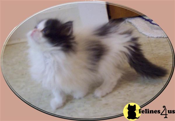 Kittens for Sale